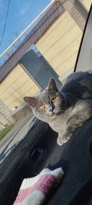 Mushuk Hadyaga yaxshi qo’llarga