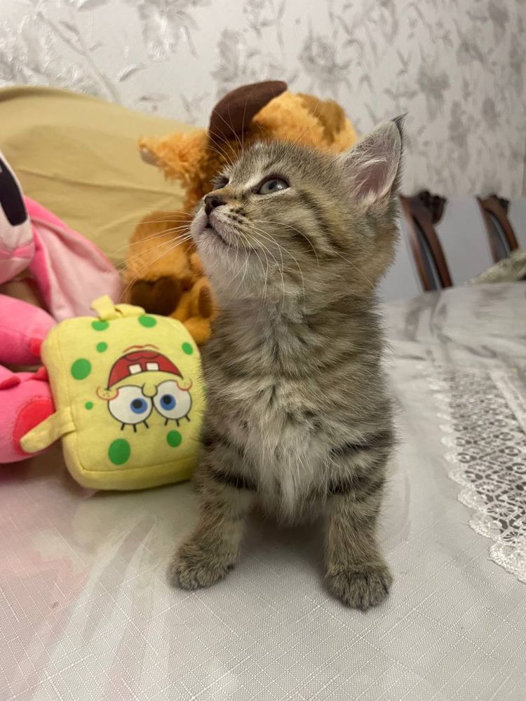 Отец шиншилла мать скоттиш фолд 2 месяц