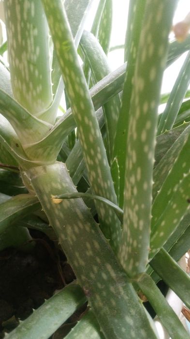 Комнатные растения Алоэ