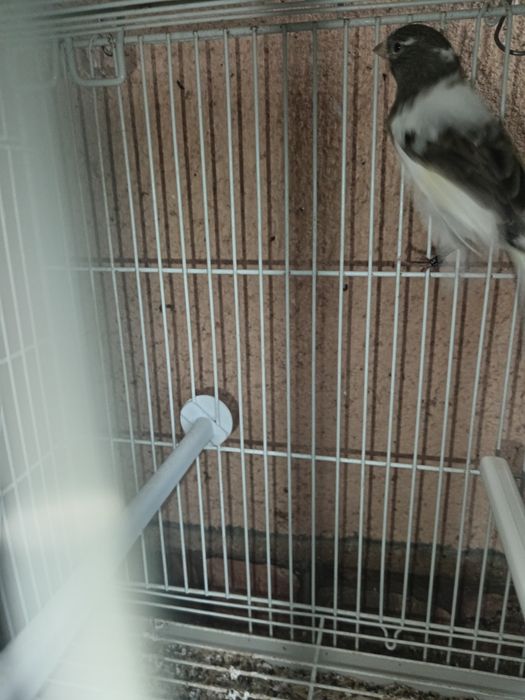 Canari timbrado clasic original continu