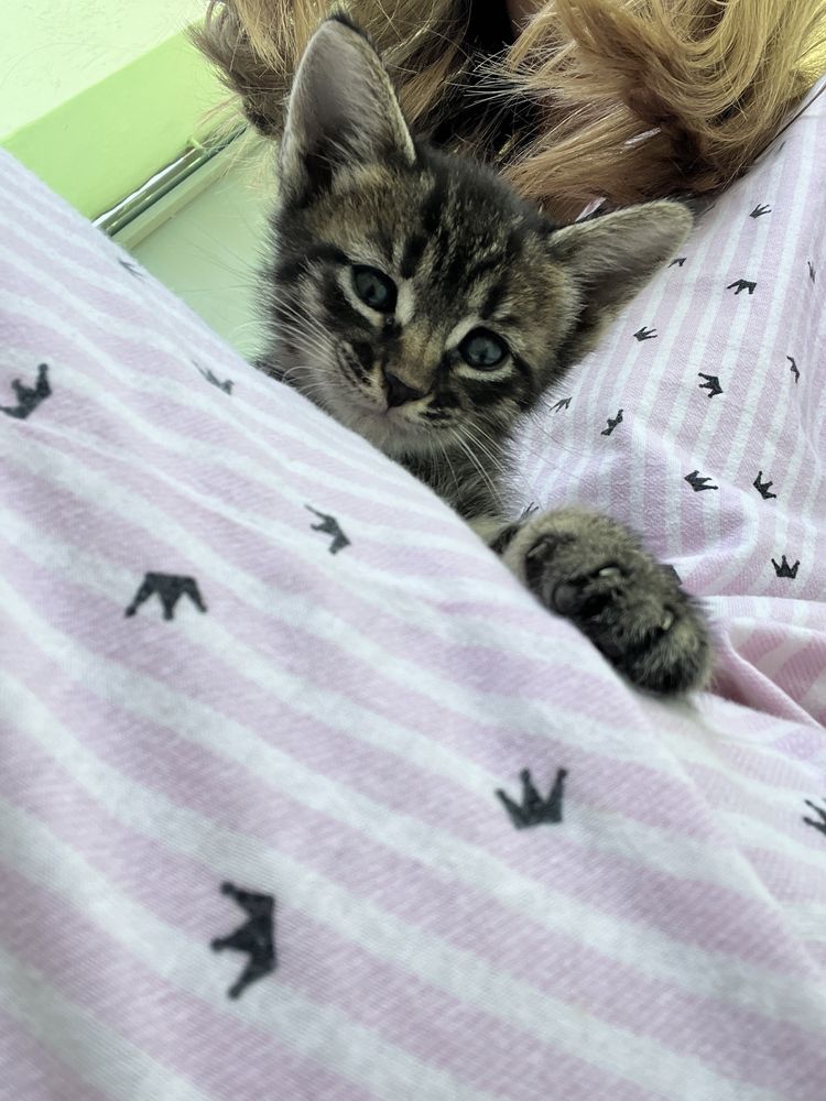 Отдаем 2 котят (девочки)