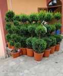 Plante Decorative Oriunde in tara!