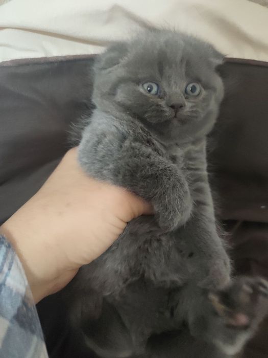 Продам шикарных мимимишек от правильной вязки