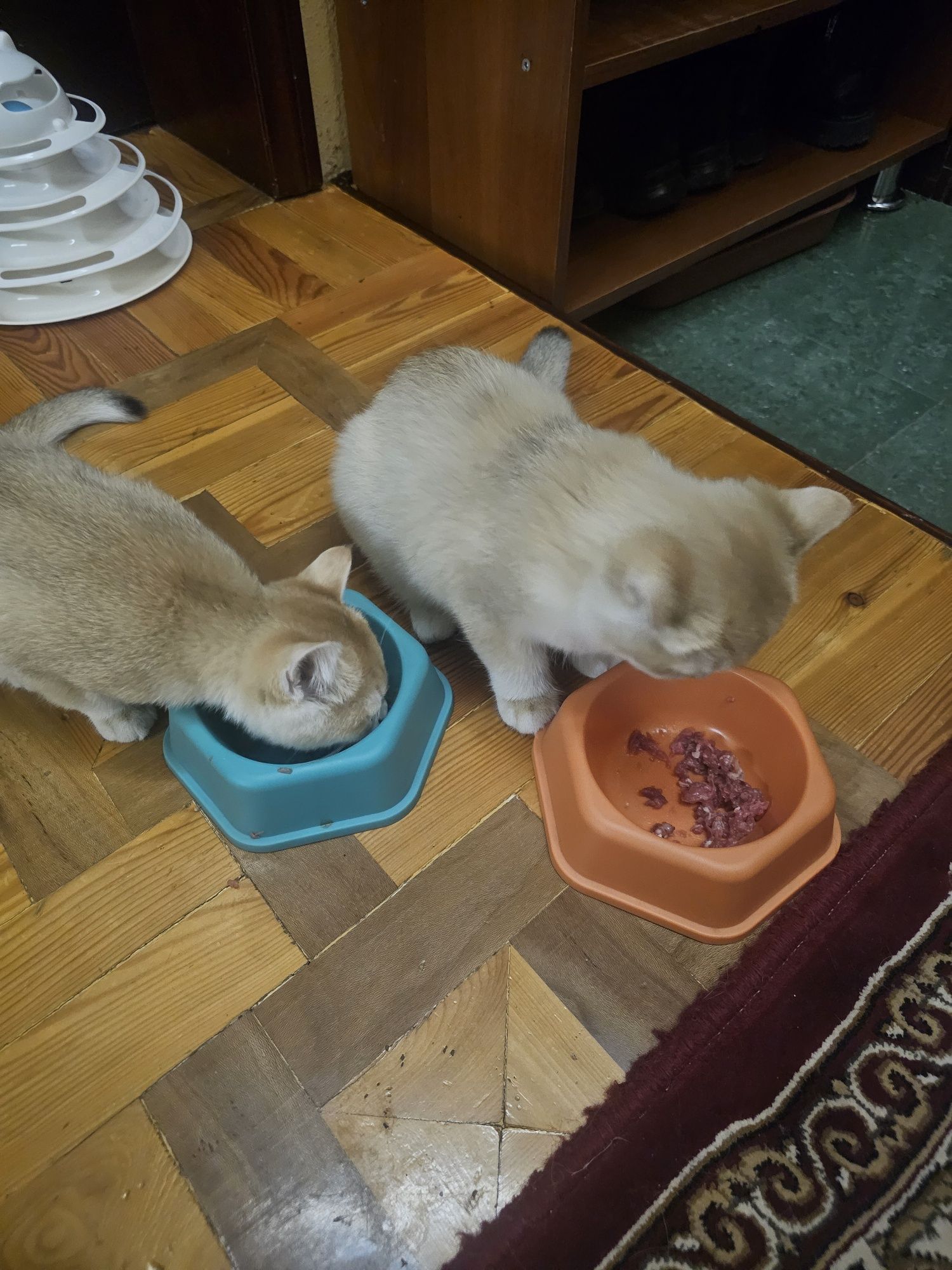 Vyazka sotiladi yoki  nasl oliw uchun qoshamiza