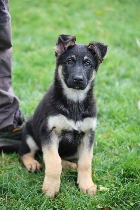 Ciobanesc German bicolor linie clasica de lucru cu pedigree canisa