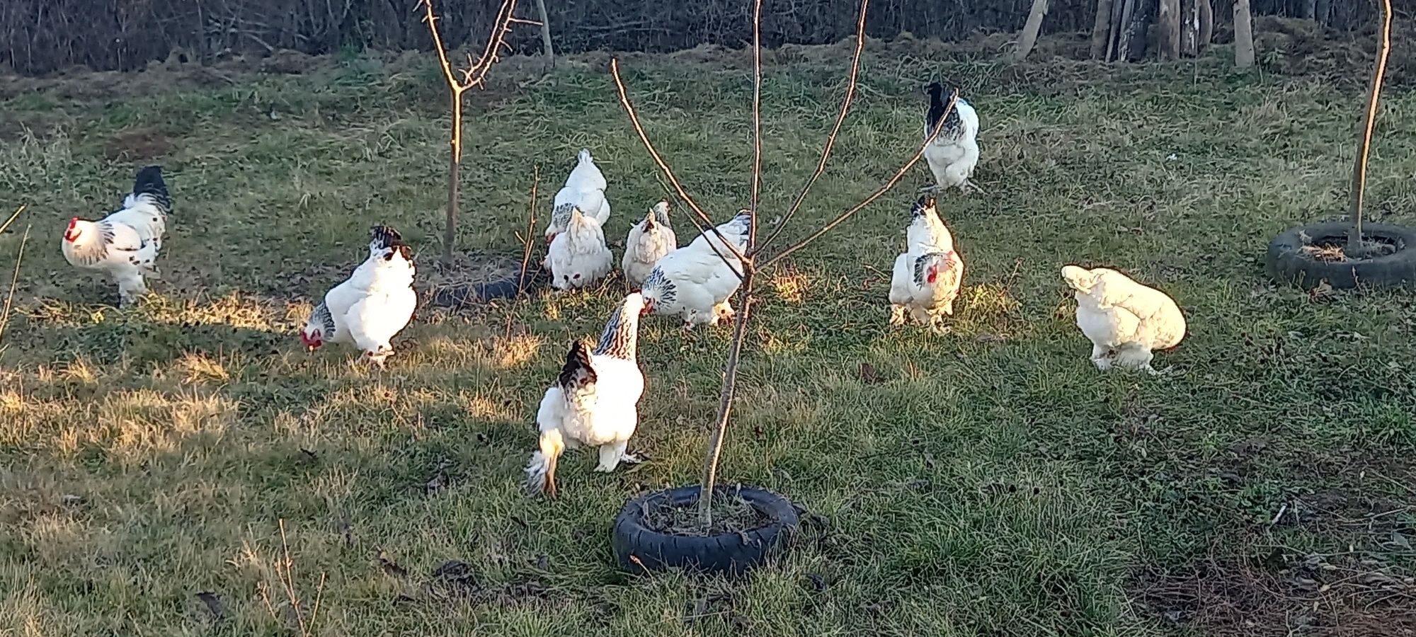 Oua Gaini rasă brahma