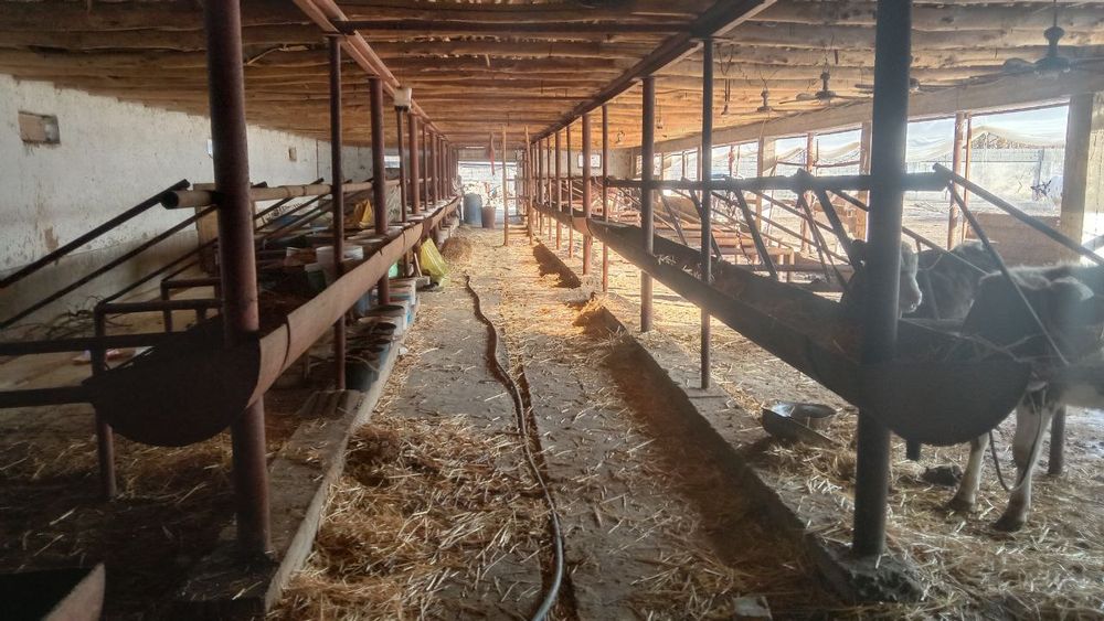 Uchastka, ferma sotiladi