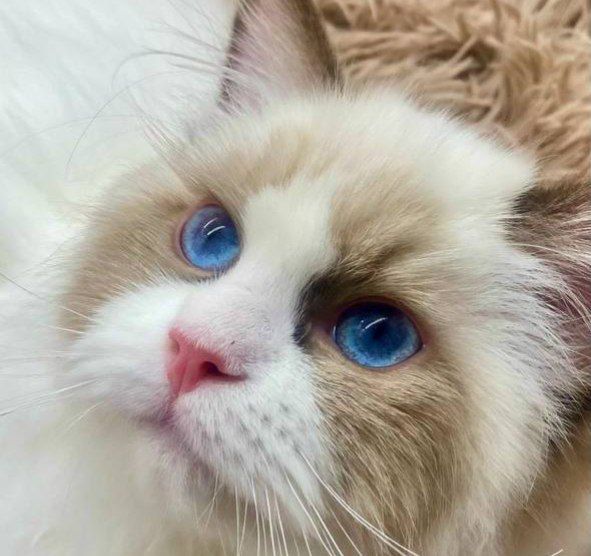 регдоллы !! Чистокровные