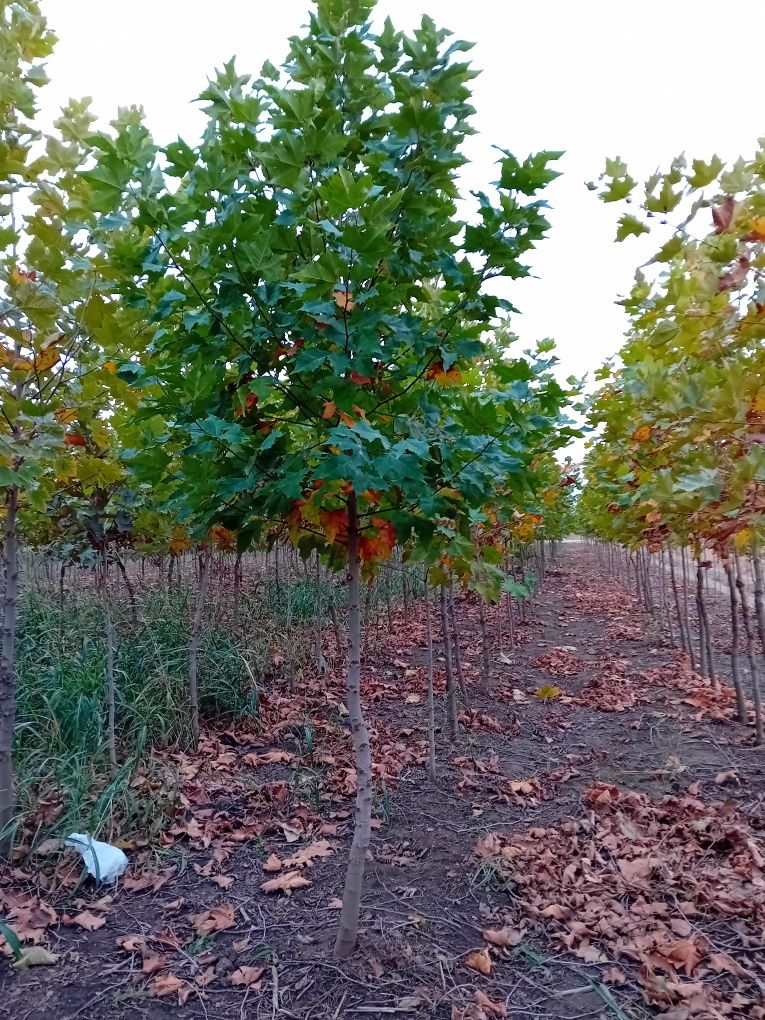 Pepinieră cu platani copaci ornamentali foioase