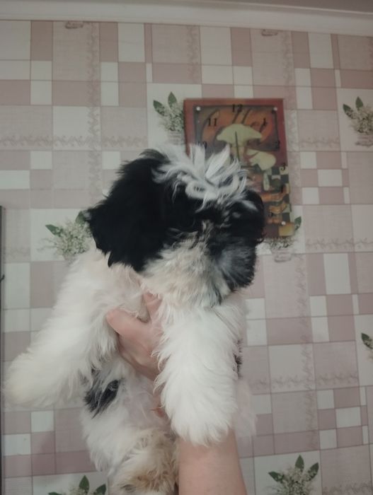 Продам щенков шит-цу