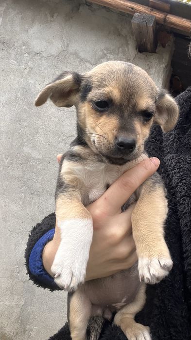 DONEZ catelusa de talie mica