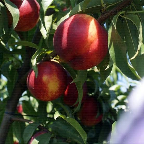 Nectarini Venus la ghiveci