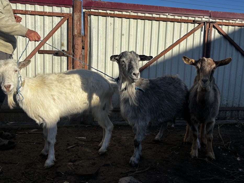 Capre tinere  gestante