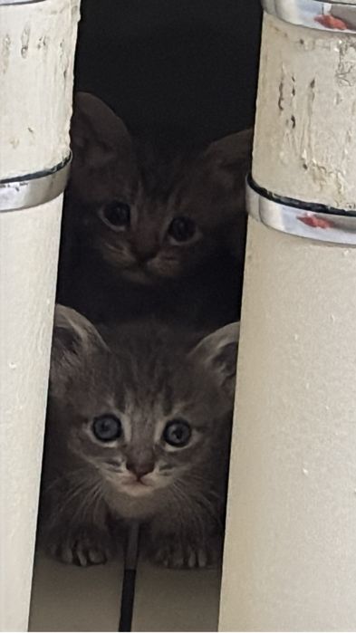 Открыта бронь на шотландских котят