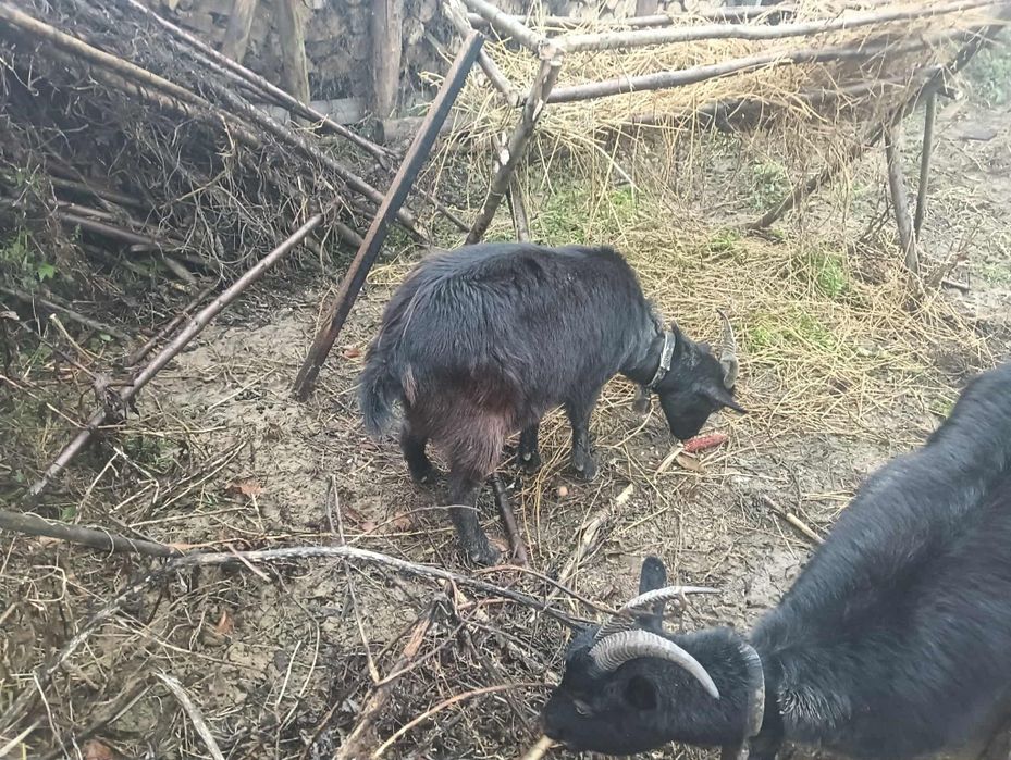 Vand capra alpină fraceză negra sunt la primul ed