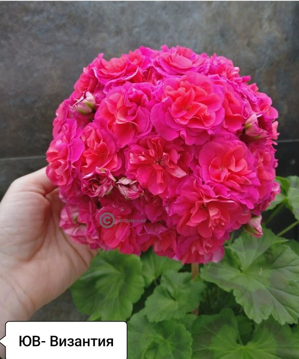 Распродажа пеларгоний