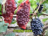 Саженцы винограда столовых и бессемянных сортов