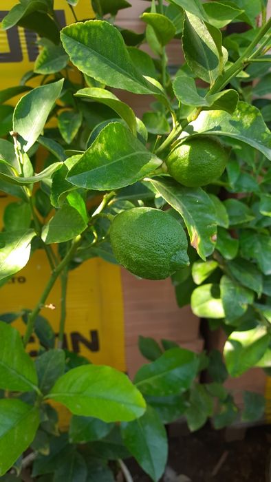 Vînd Lămîi cu Rod.