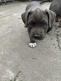 Pui amstaff blue