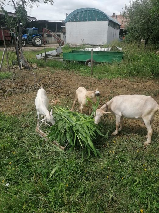 Vând 2 capre cu lapte