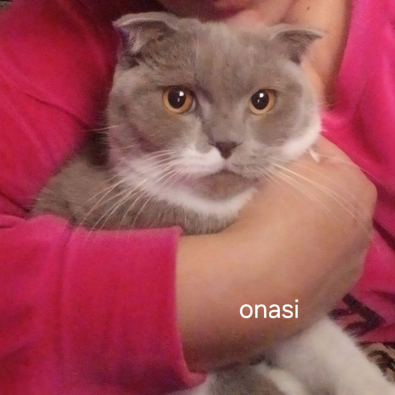 Britan mushukchalar 1.5 oylik