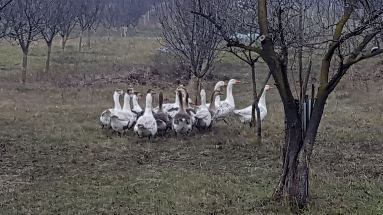 Vand oua gasca, gascani, rate, gaini si OUA !