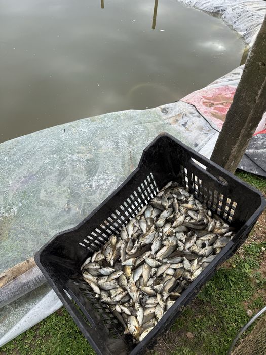 Зарибител малък шаран