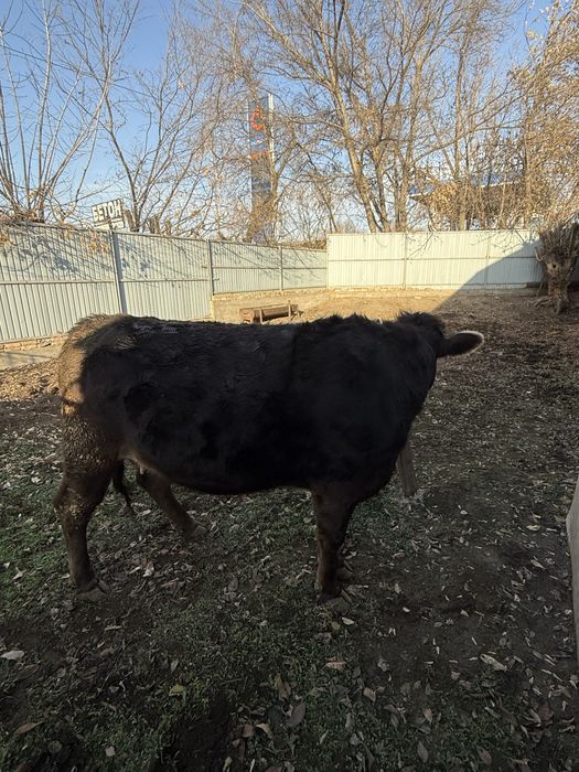 Продаётся нетель