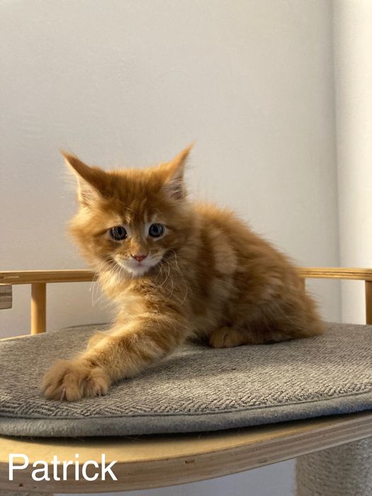 Мейн-куун котенца