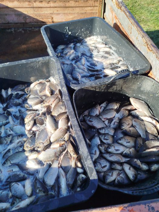 Vând puiet de caras și crap de o vara