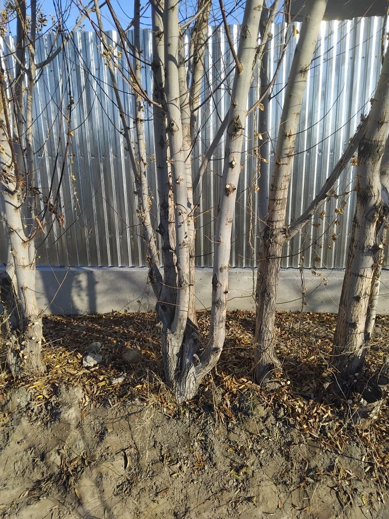 Толлар сотилади келинг курингла