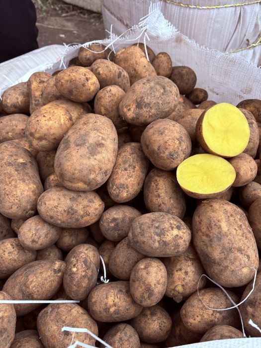 Продам картофель сорт Вега.