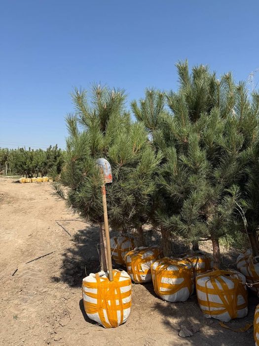 Чёрный сосна  Турция