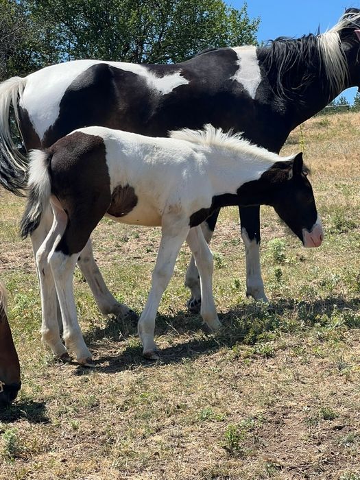 Продавам кобила на 4 години и конче женско на 9 месеца