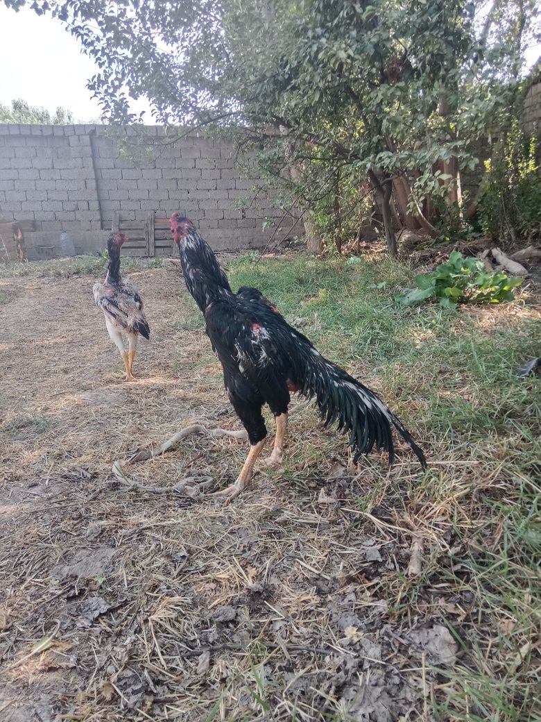Dakan xoʻroz sotiladi narxi  1 milon kelishamiz