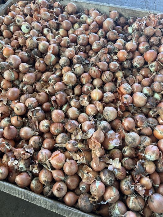 Stufat ceapa din samanta