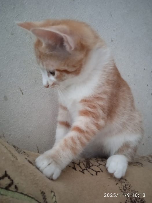 Отдам Котёнка, Девочка,, к лотку приучена, красивая котейка