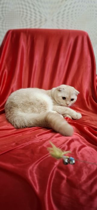 Котята Продаю котенка скоттиш-фолд