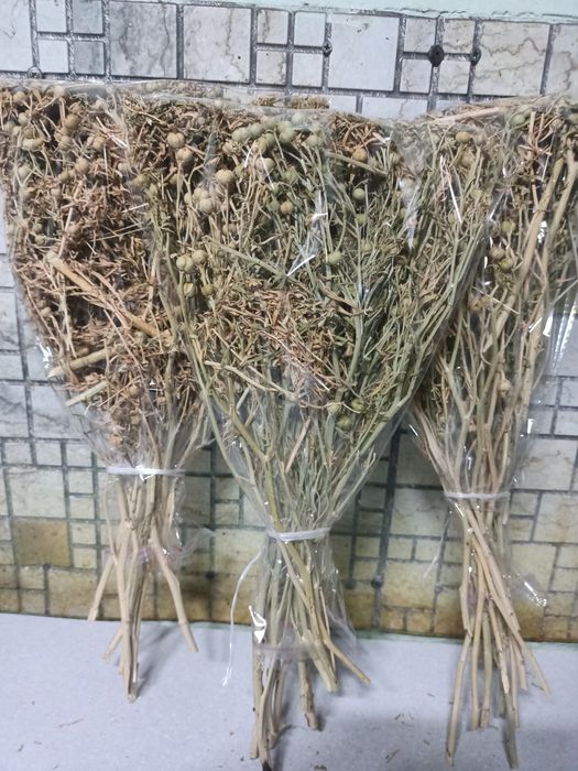 Адыраспан адыраспан