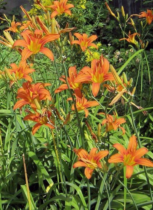 Лилейник продам домашний