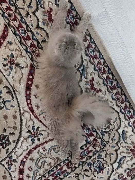 Отдам в хорошие руки