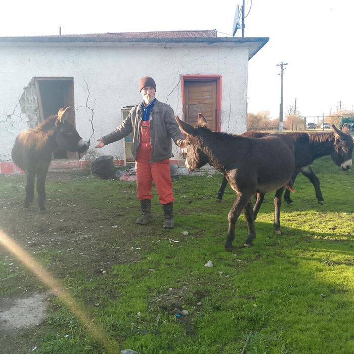 Vand 2 mărgărite și un magar