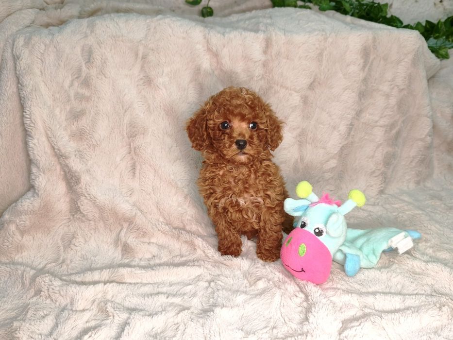 Vand baietel pudel rosu toy/pitic