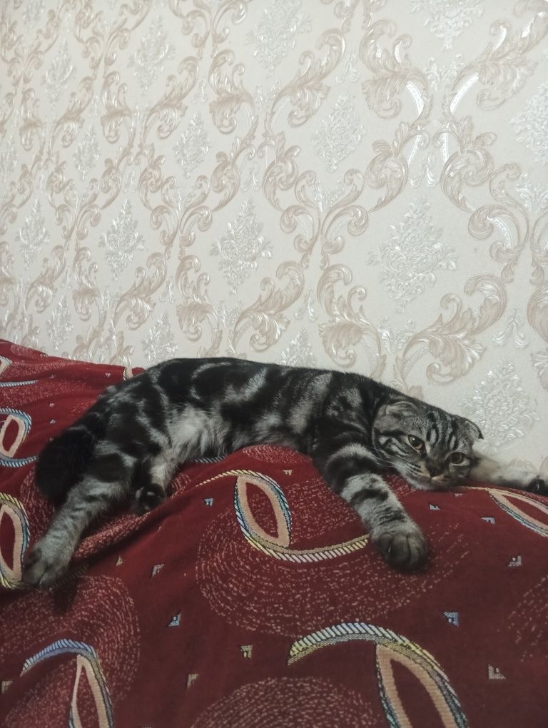 Вязка кот скотш фолд