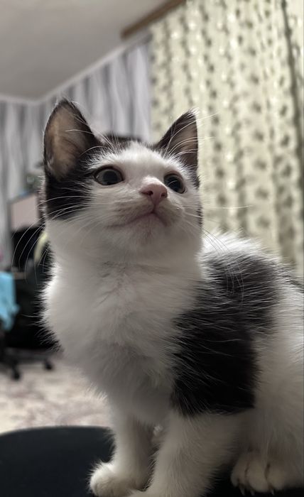 Отдам черно белого котенка( девочка)