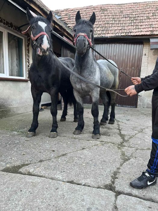 De vanzare sau schimb cu iapa