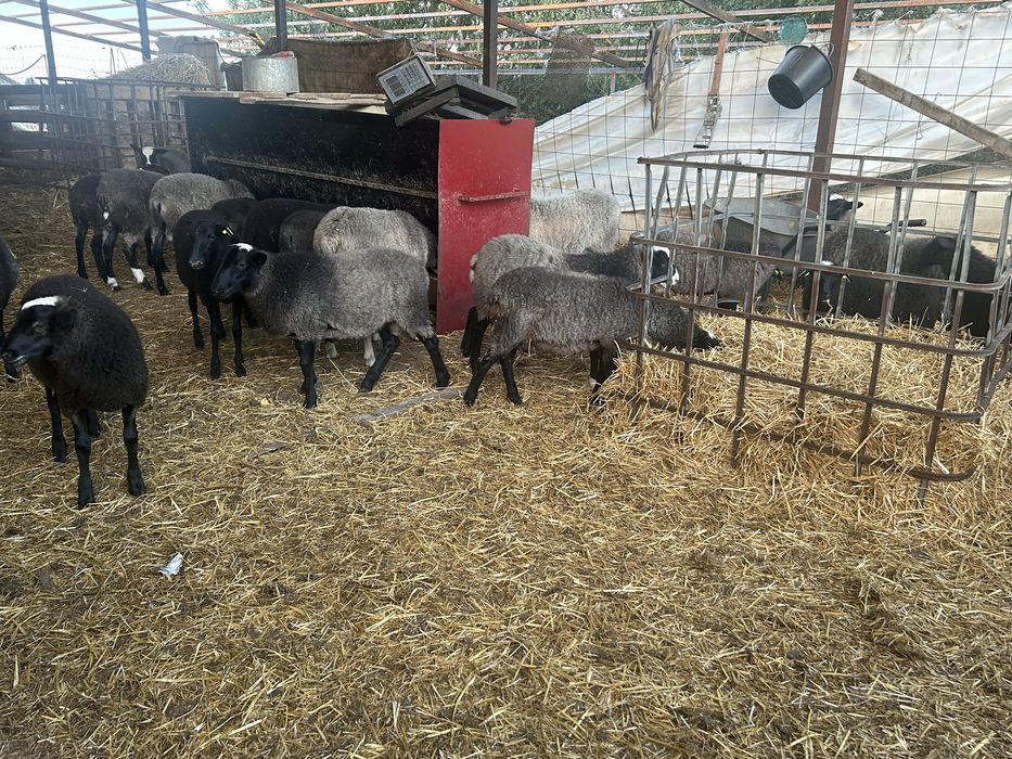 Romanov berbecuti / mielute