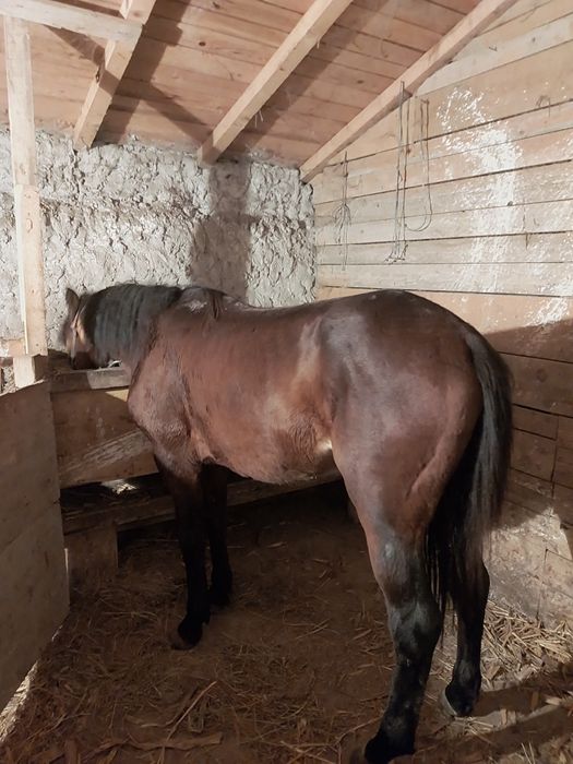 Vând noaten de 2 ani jumate!