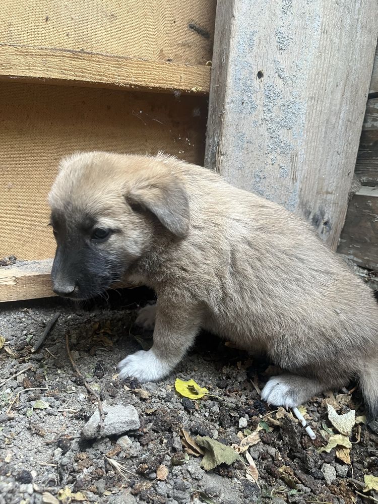Собачки в добрые ручки БЕСПЛАТНО