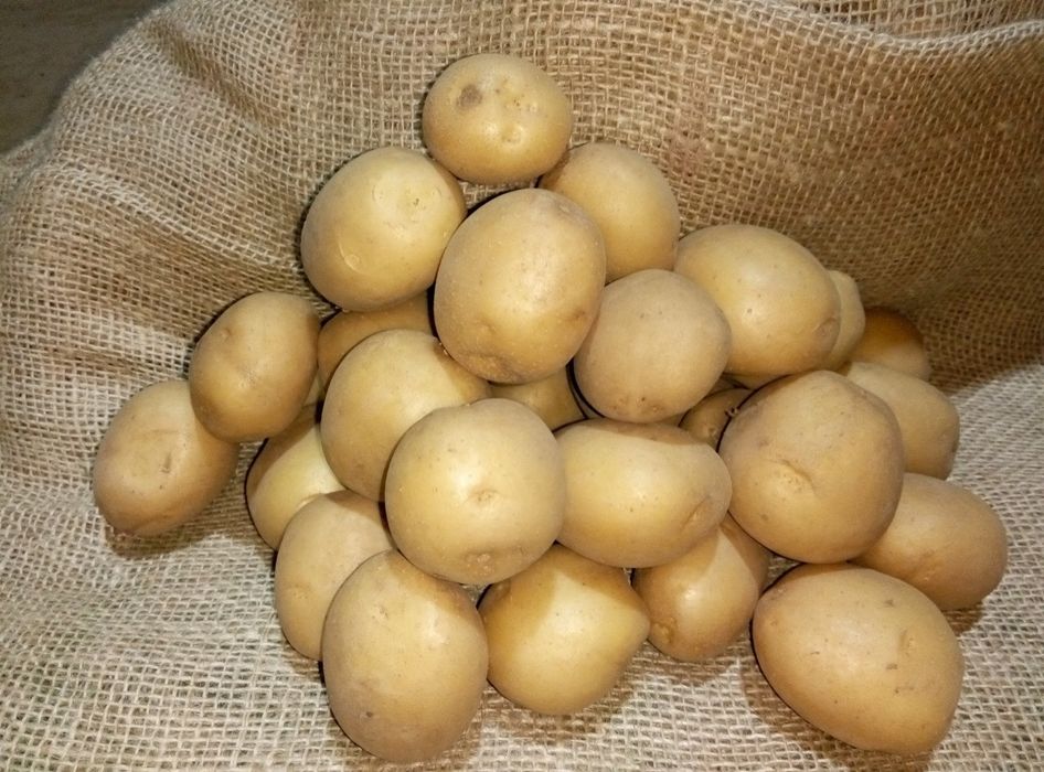 Продам семена картошка,картофеля